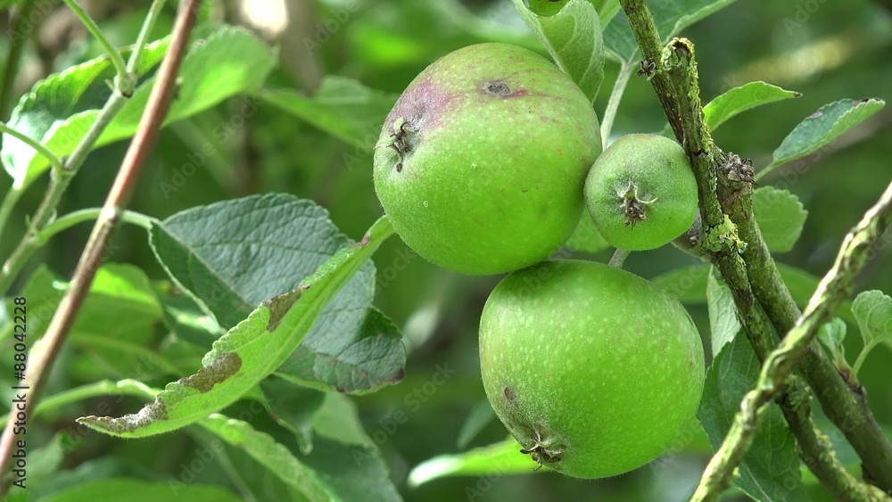 Green apple fruits hanging on apple tree Green apple fruits hanging on apple tree