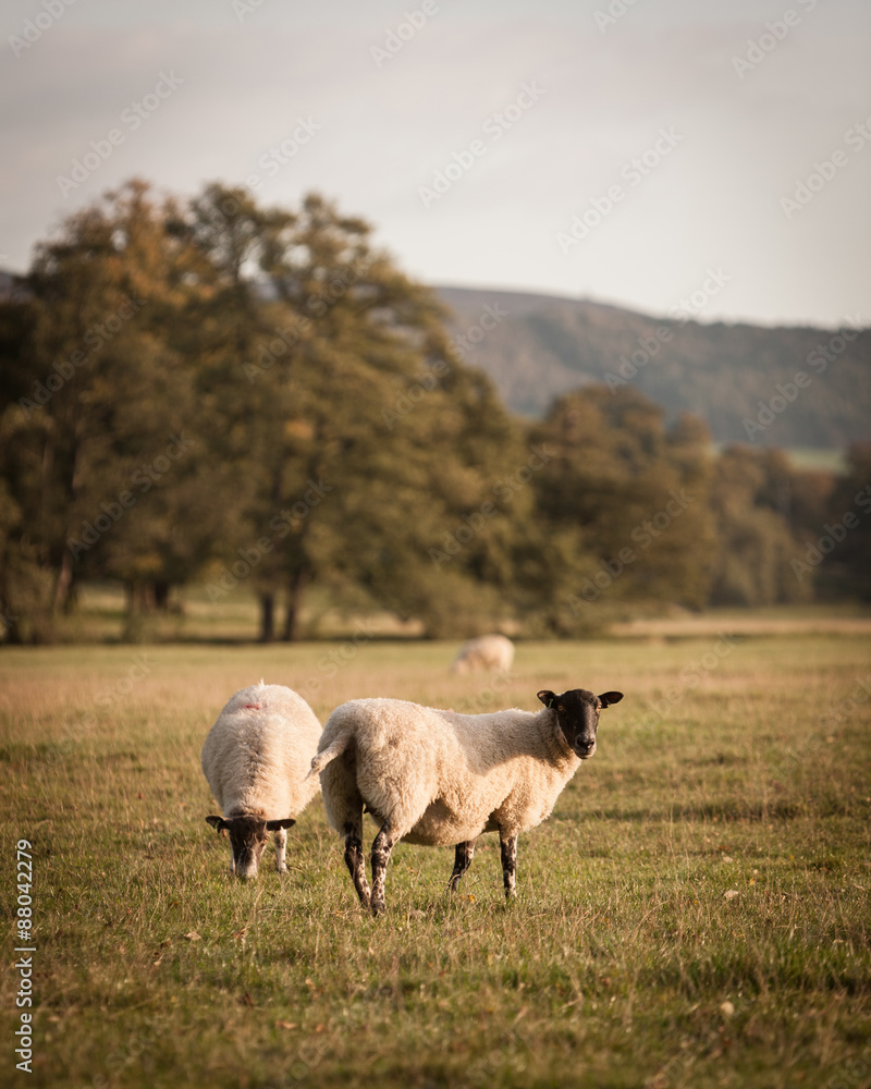 Fototapeta premium Domestic sheep in a country meadow. A rural scene of sheep grazing in an English country setting.