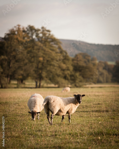 Domestic sheep in a country meadow. A rural scene of sheep grazing in an English country setting.