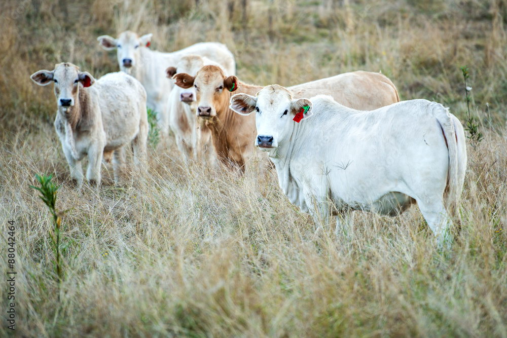 Outback cows in the paddock during the day in Queensland Outback cows in the paddock during the day in Queensland