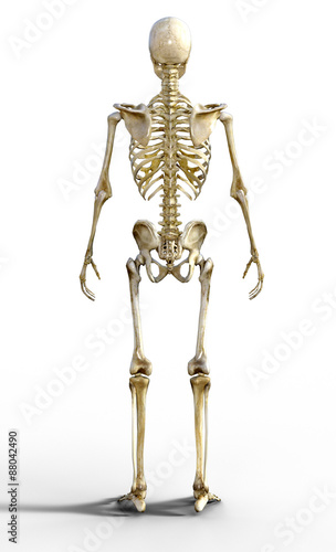 Rückseite Skelett