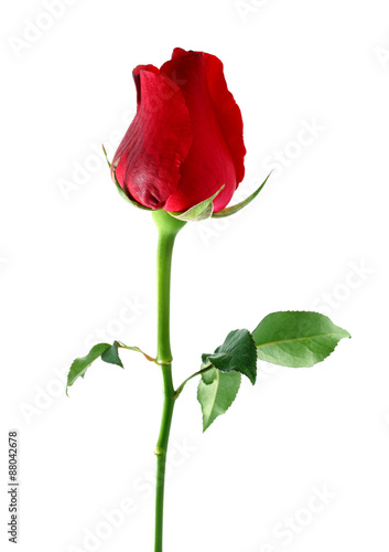 Red rose isolated on white background.