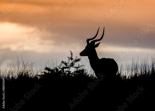 African Antelope Silhouette