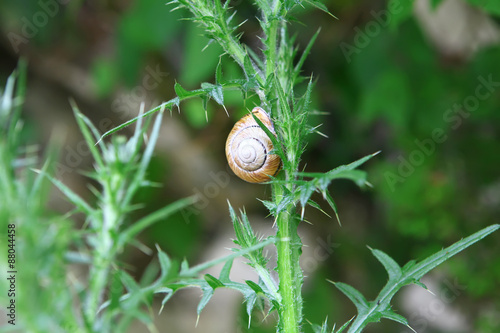 Snail on prickle