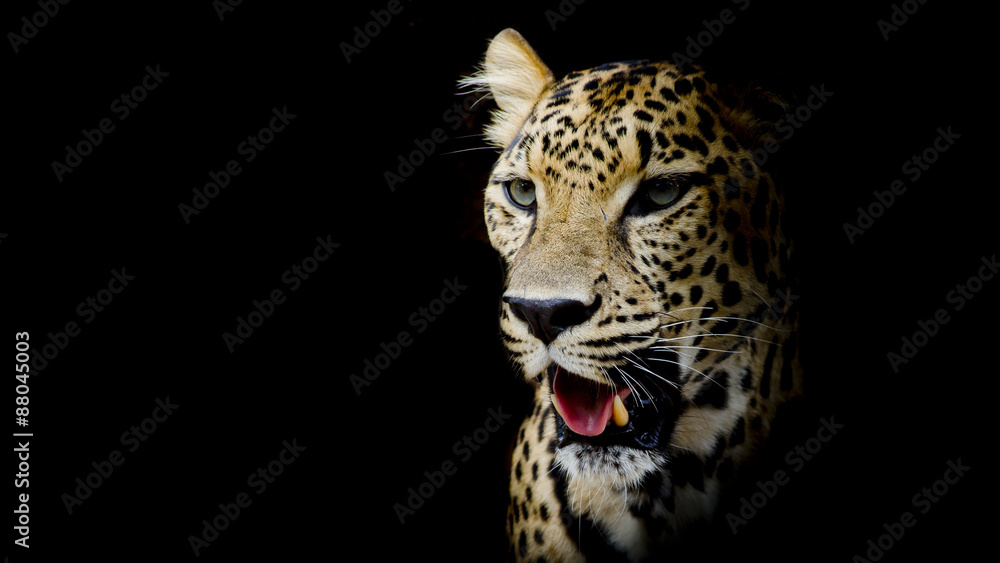 Obraz premium Leopard portrait