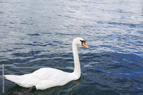 white swan floating on water