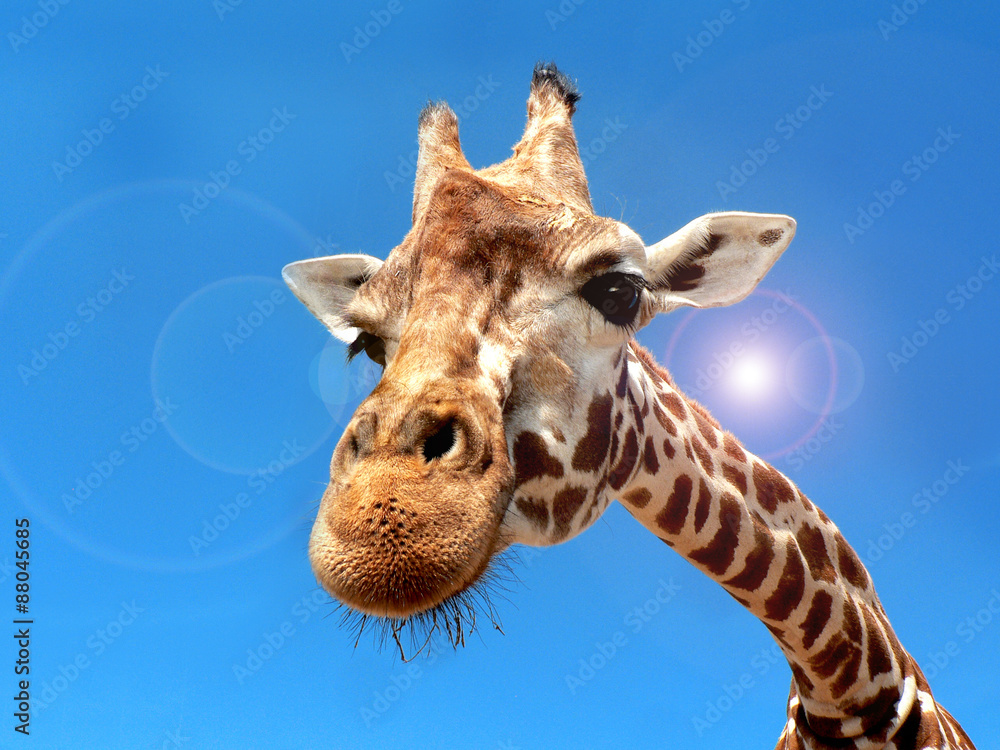 Naklejka premium Giraffe