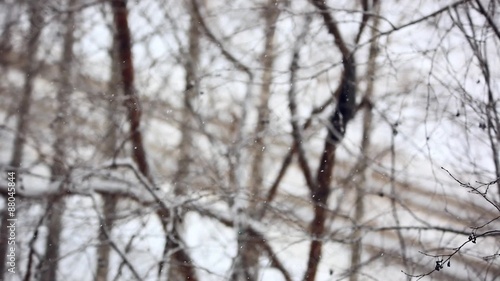 Wallpaper Mural Winter park background. White snowfall bokeh. View on road with Torontodigital.ca