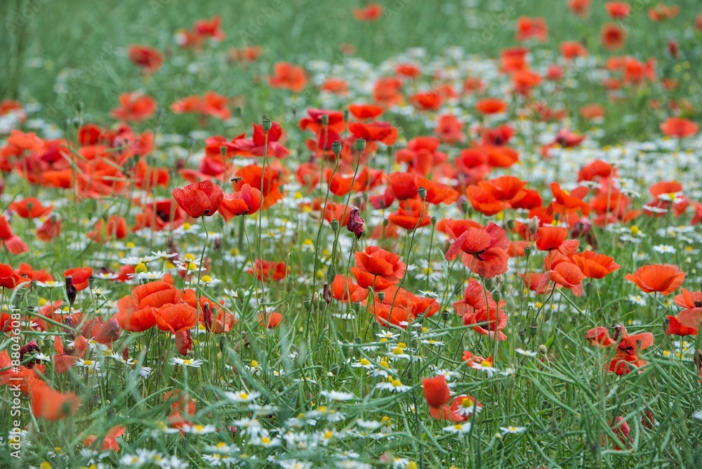 Obraz premium Wiese mit Mohnblumen