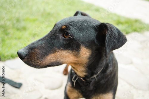 Cute black terrier dog, portrait close, summer © dima4to