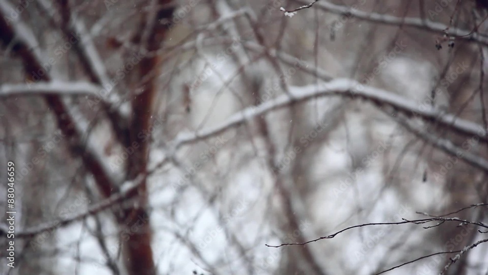Winter park background. White snowfall bokeh background in Winter park background. White snowfall bokeh background in