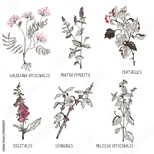 Medical herbs for heart problems and cardiology medicine