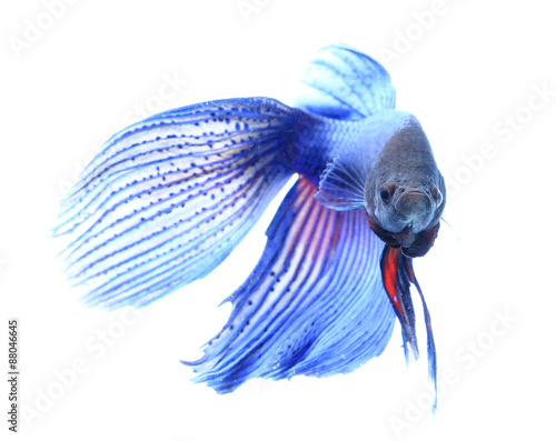 siamese fighting fish , betta isolated on white background.