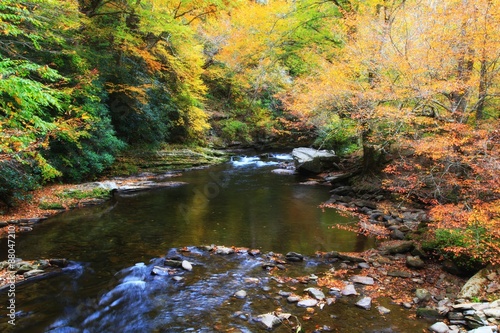 Stream in an Autumn Forest in NC