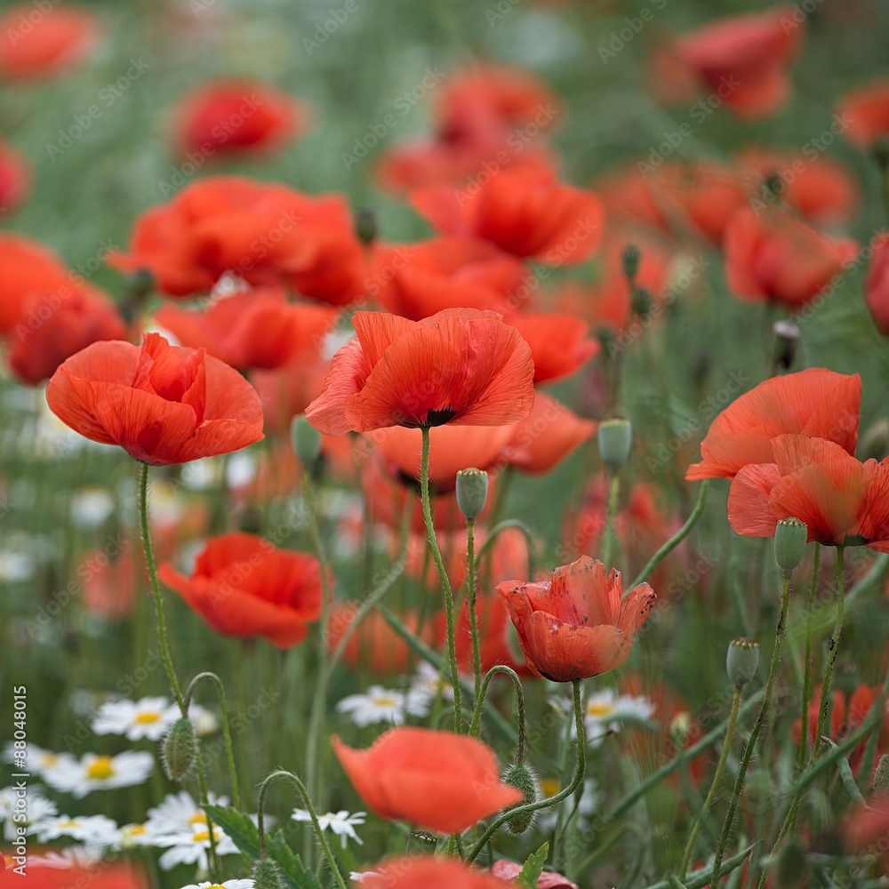 Wiese mit Mohnblumen Wiese mit Mohnblumen