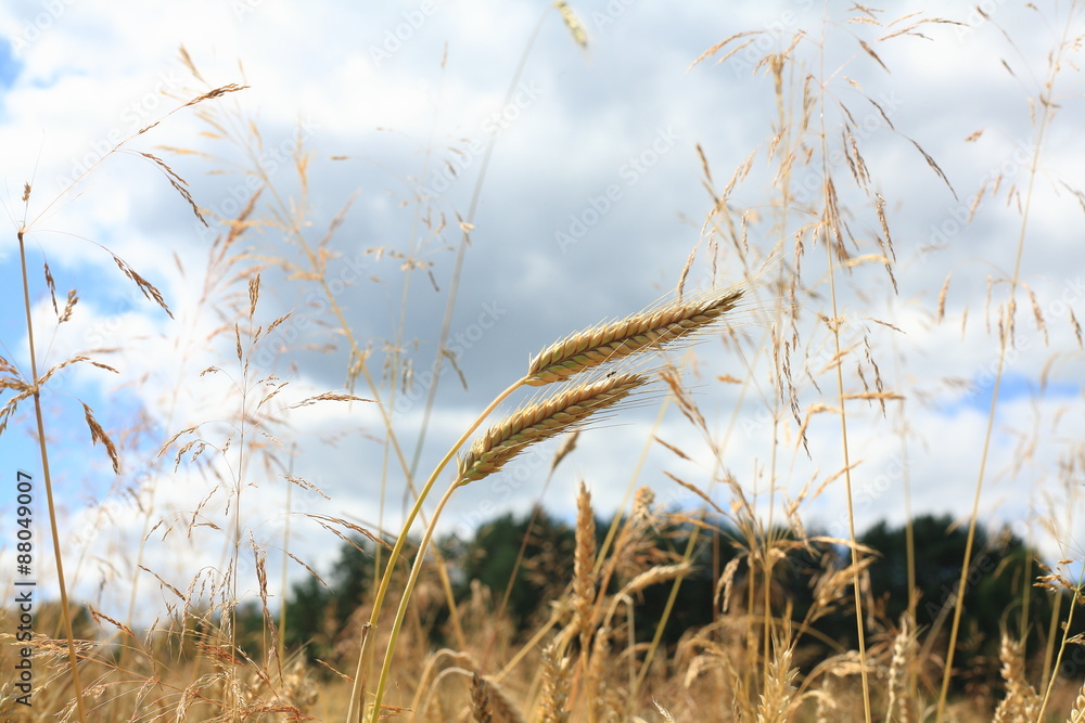 Fototapeta premium Corn ear