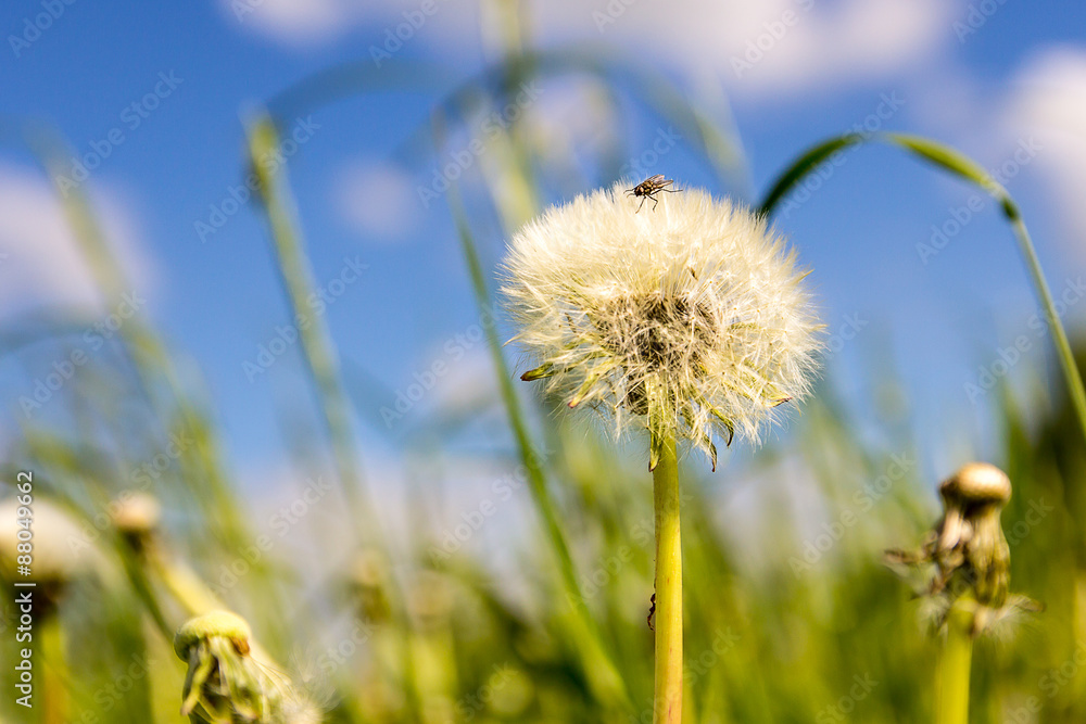 Bug sitting on dandelion