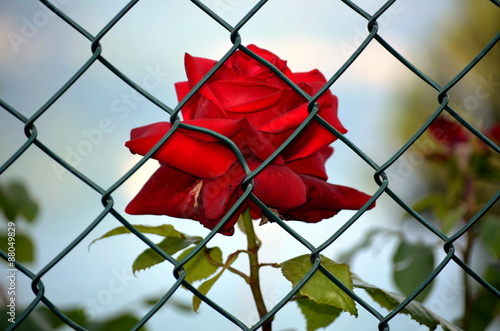 Red rose imprisoned bil bianc