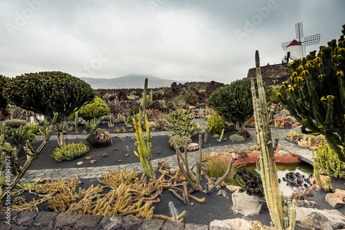 cactus garden