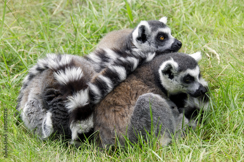 Family of lemurs in a zoo © cherrytomato