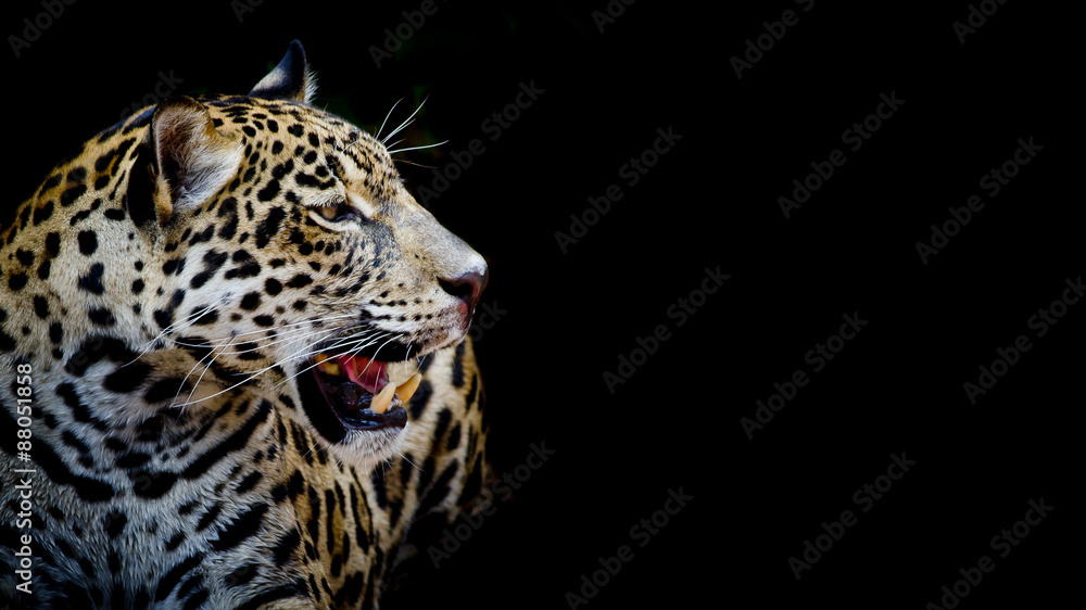 Fototapeta premium close up Jaguar Portrait
