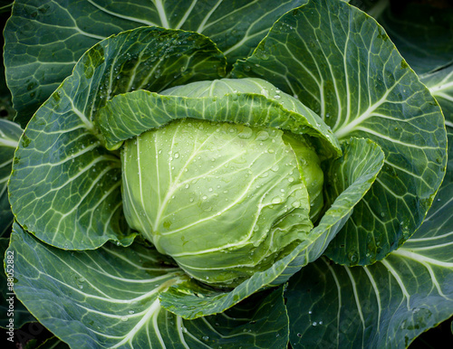Cabbage head © verdateo