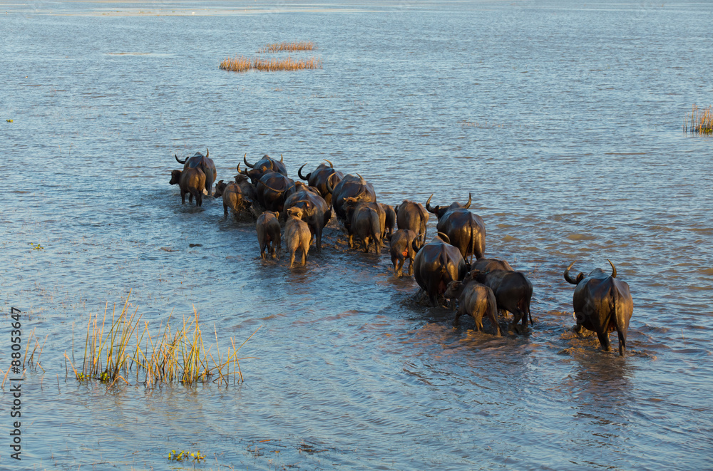 Herd of buffaloes.
