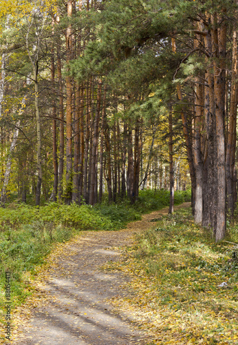     The footpath in summer the Park between pine trees and birches. © gon4