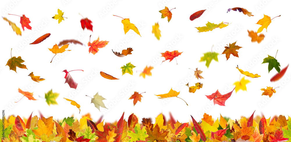 Falling autumn various types of leaves, isolated on white background.