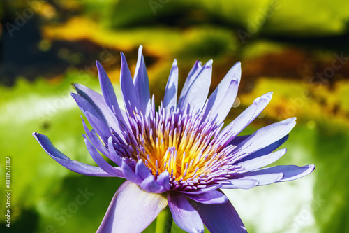 Purple lotus in the marsh