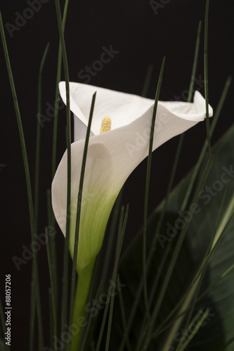 White Calla Lili in front of black Background macro Detail