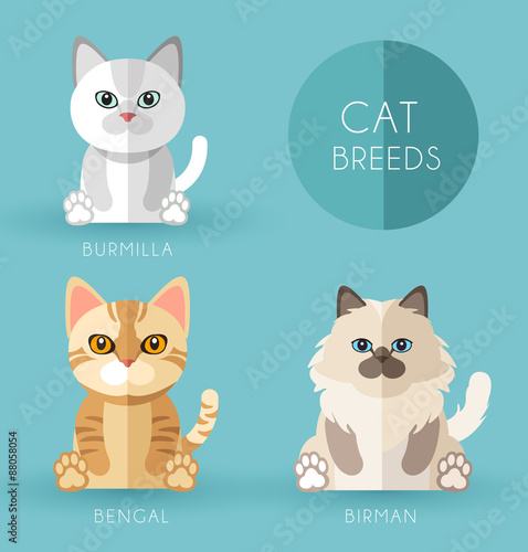 Cat Breeds : Vector Illustration