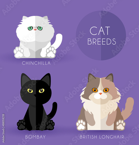 Cat Breeds : Vector Illustration