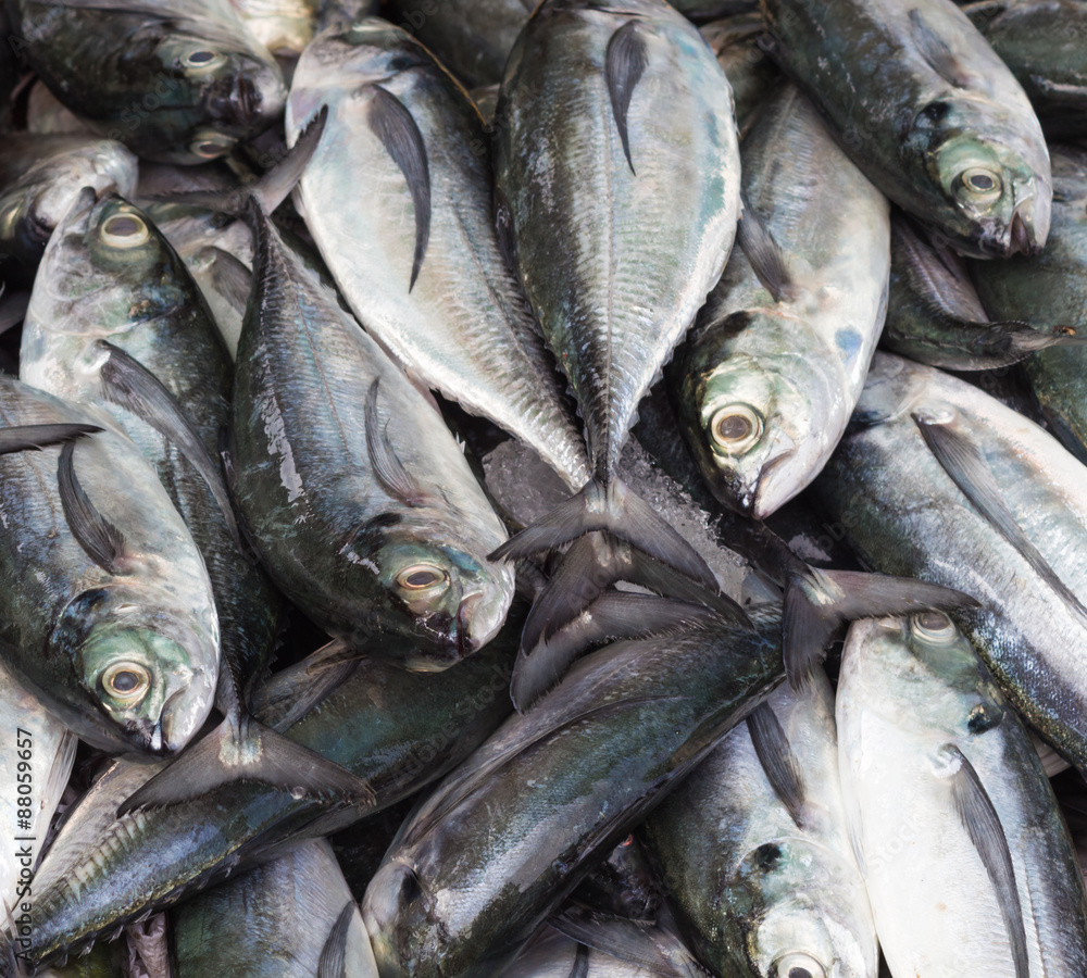 Mackerel on ice Mackerel on ice