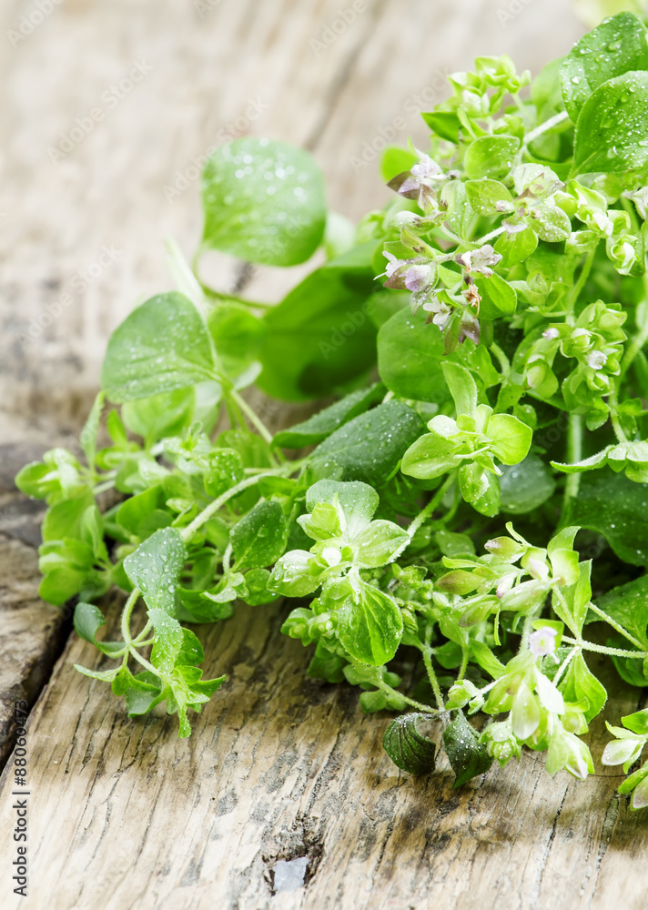 Fresh oregano on a wooden background, selective focus Fresh oregano on a wooden background, selective focus