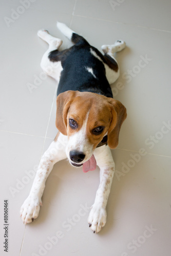 Portrait cute beagle puppy dog © tong4130