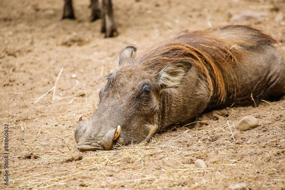 Warzenschwein (Phacochoerus africanus) in Nahaufnahme Warzenschwein (Phacochoerus africanus) in Nahaufnahme