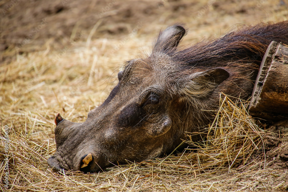 Warzenschwein (Phacochoerus africanus) in Nahaufnahme Warzenschwein (Phacochoerus africanus) in Nahaufnahme