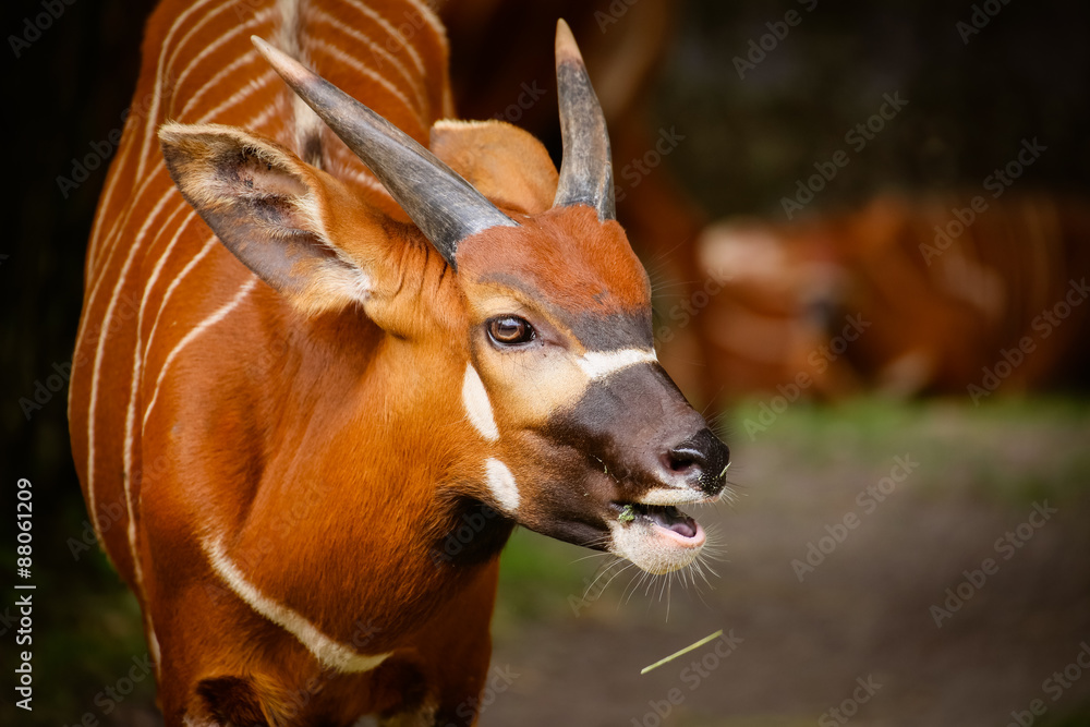Fototapeta premium Nahaufnahme von einem Bongo (Tragelaphus euryceros isaaci)