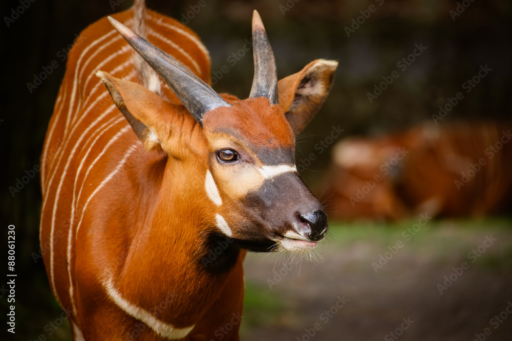 Nahaufnahme von einem Bongo (Tragelaphus euryceros isaaci)