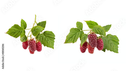 Tayberry (hybrid between raspberry and blackberry) sitting on twig.