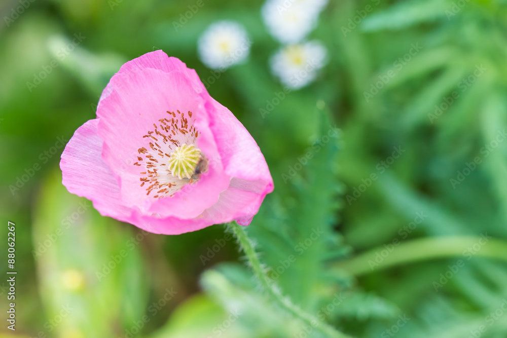 Pink flower on green background Pink flower on green background