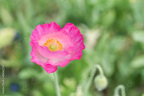 Pink flower on green background