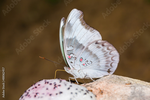 Redspot Duke butterfly photo