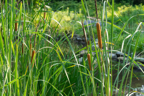 Southern Cattail photo