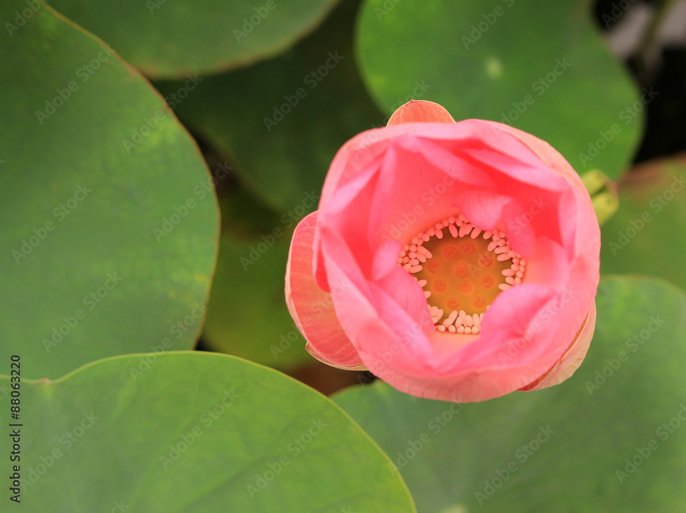 Beautiful water lily and green leaves