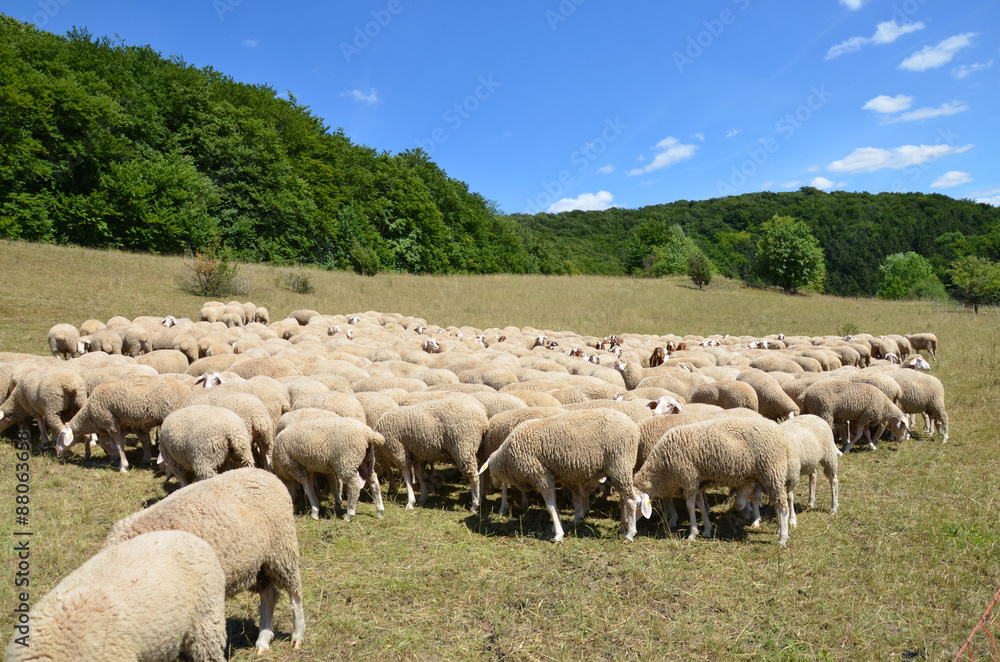 Obraz premium Schafherde