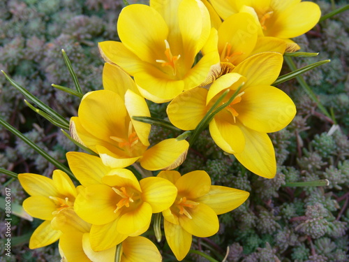 Crocus