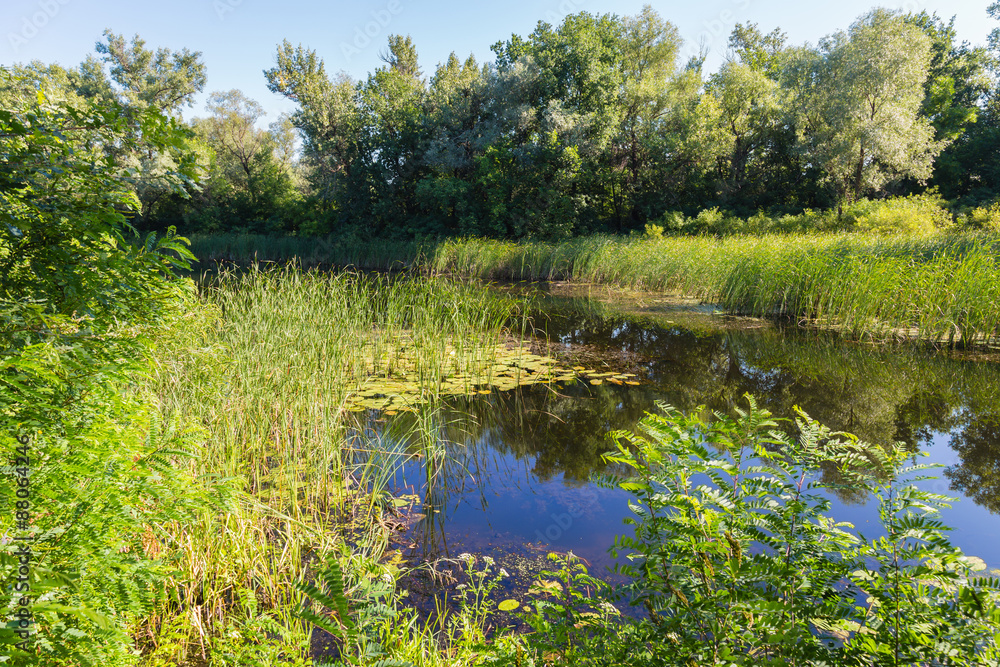 Obraz premium Summer landscape on forest lake with water lilies and reeds .