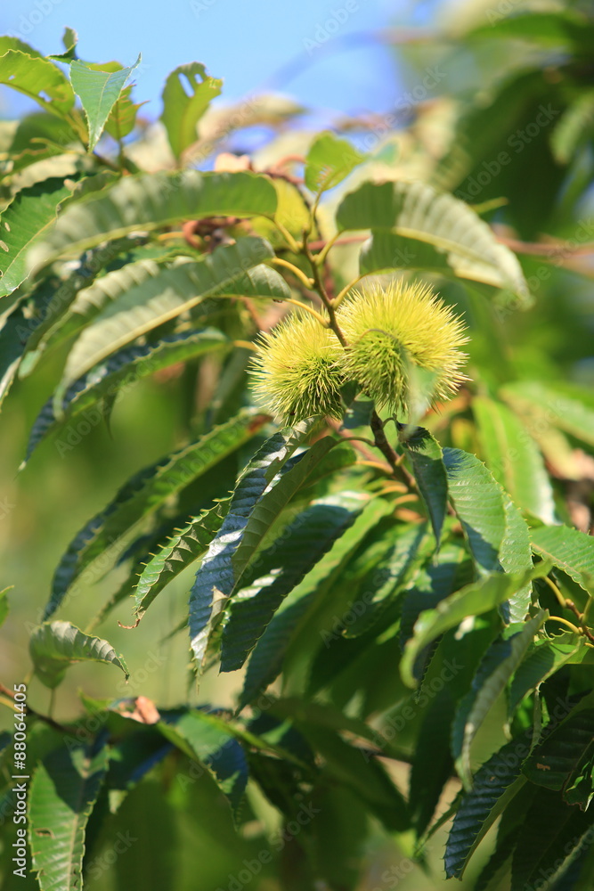 The chestnut in case which is still small and blue. The chestnut in case which is still small and blue.